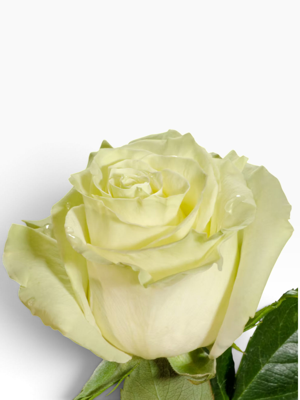 Rosa Mondial de My Store 3, rosa de corte color crema con pétalos aterciopelados sobre fondo negro