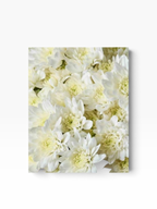 Ramo de flores My Store 3 Crisantemo Cushion Baltica de color blanco con pétalos densos y forma redondeada