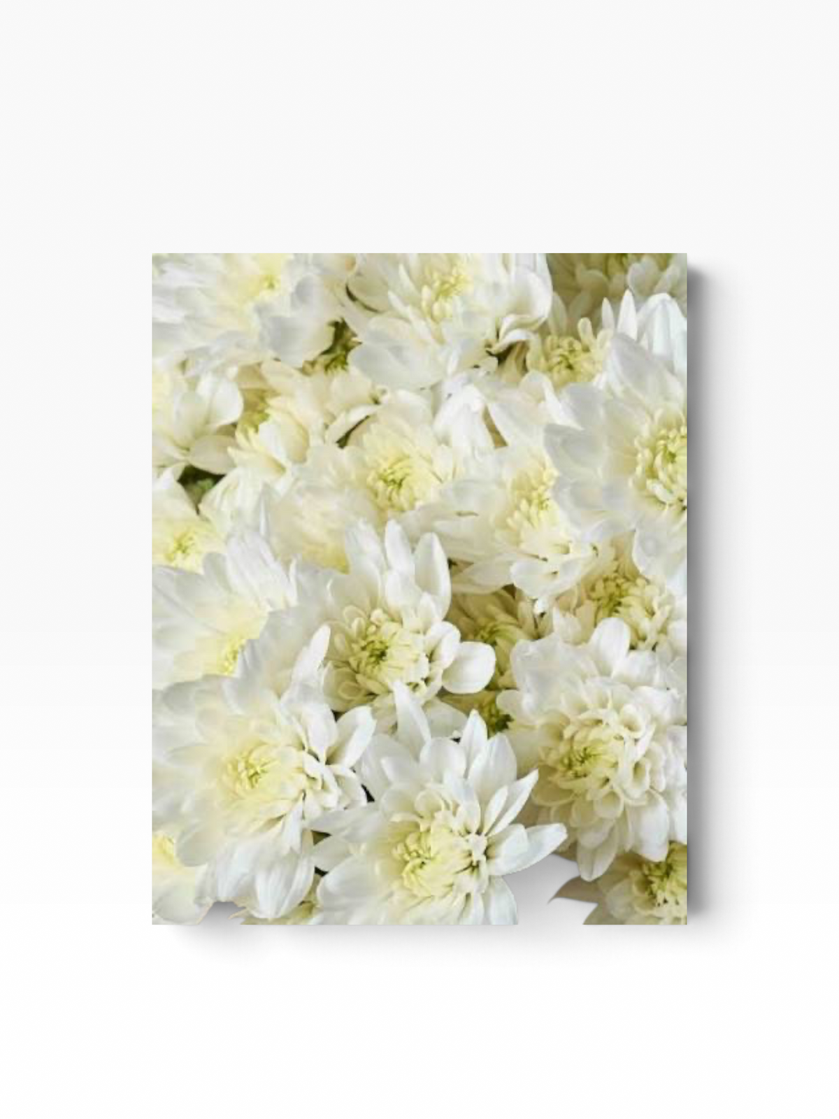 Ramo de flores My Store 3 Crisantemo Cushion Baltica de color blanco con pétalos densos y forma redondeada