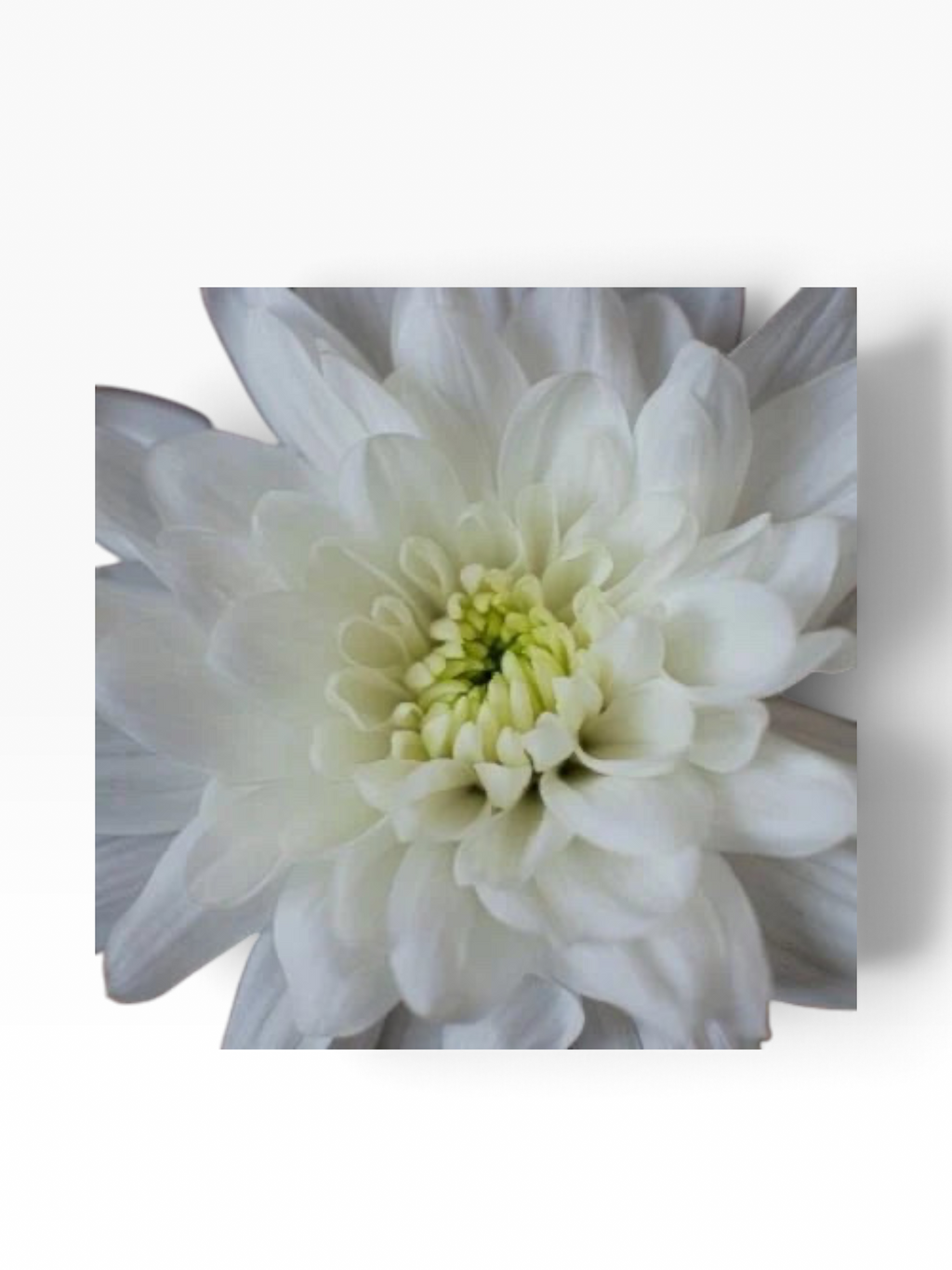 Crisantemo Cushion Baltica de My Store 3 con pétalos blancos y centro verde claro para arreglos florales elegantes