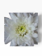 Crisantemo Cushion Baltica de My Store 3 con pétalos blancos y centro verde claro para arreglos florales elegantes