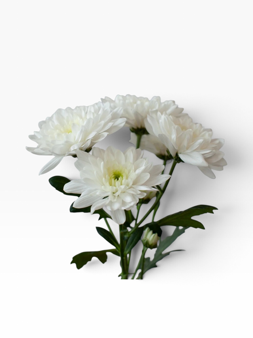 Ramo de flores My Store 3 Crisantemo Cushion Baltica de color blanco con pétalos redondeados y tallos verdes