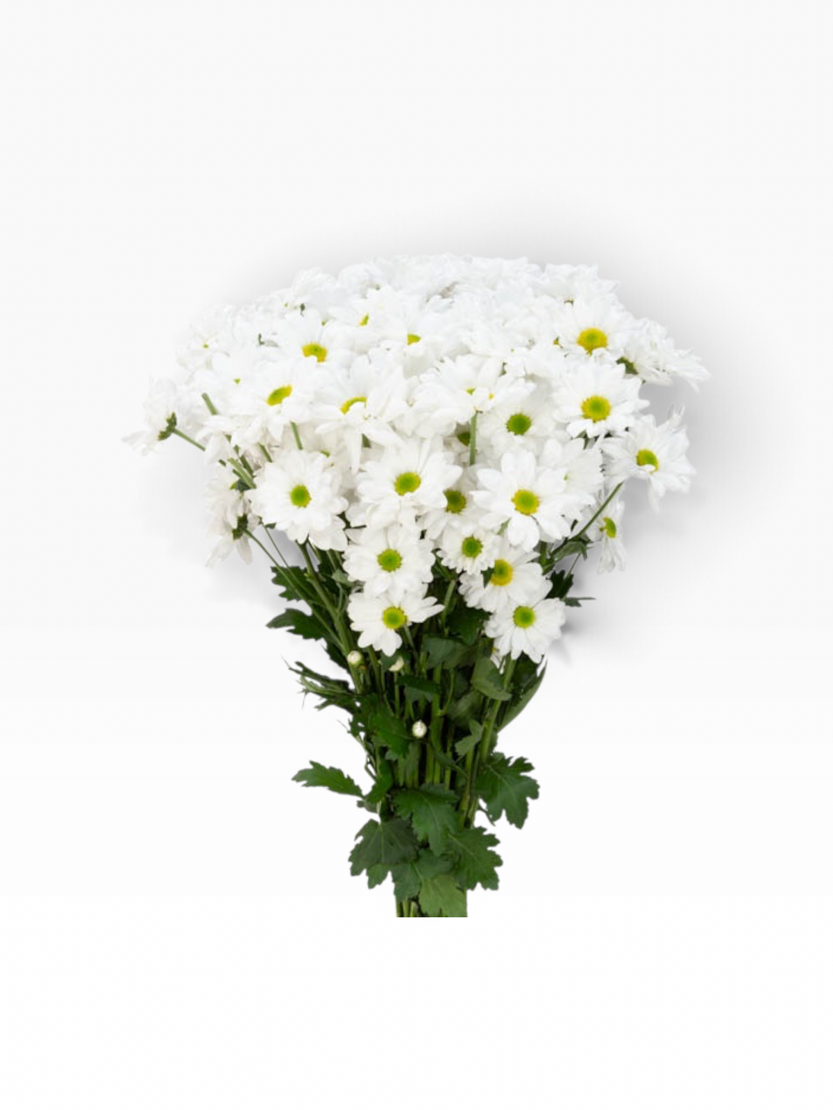 Ramo de flores My Store 3 Crisantemo Daisy Alma White con pétalos blancos y centro verde sobre fondo blanco