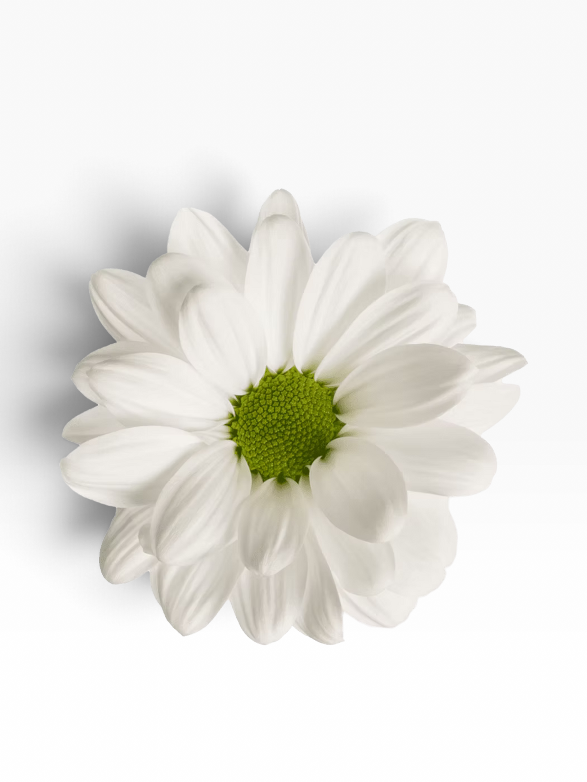 Crisantemo Daisy Alma White de My Store 3 con pétalos blancos y centro verde brillante sobre fondo blanco
