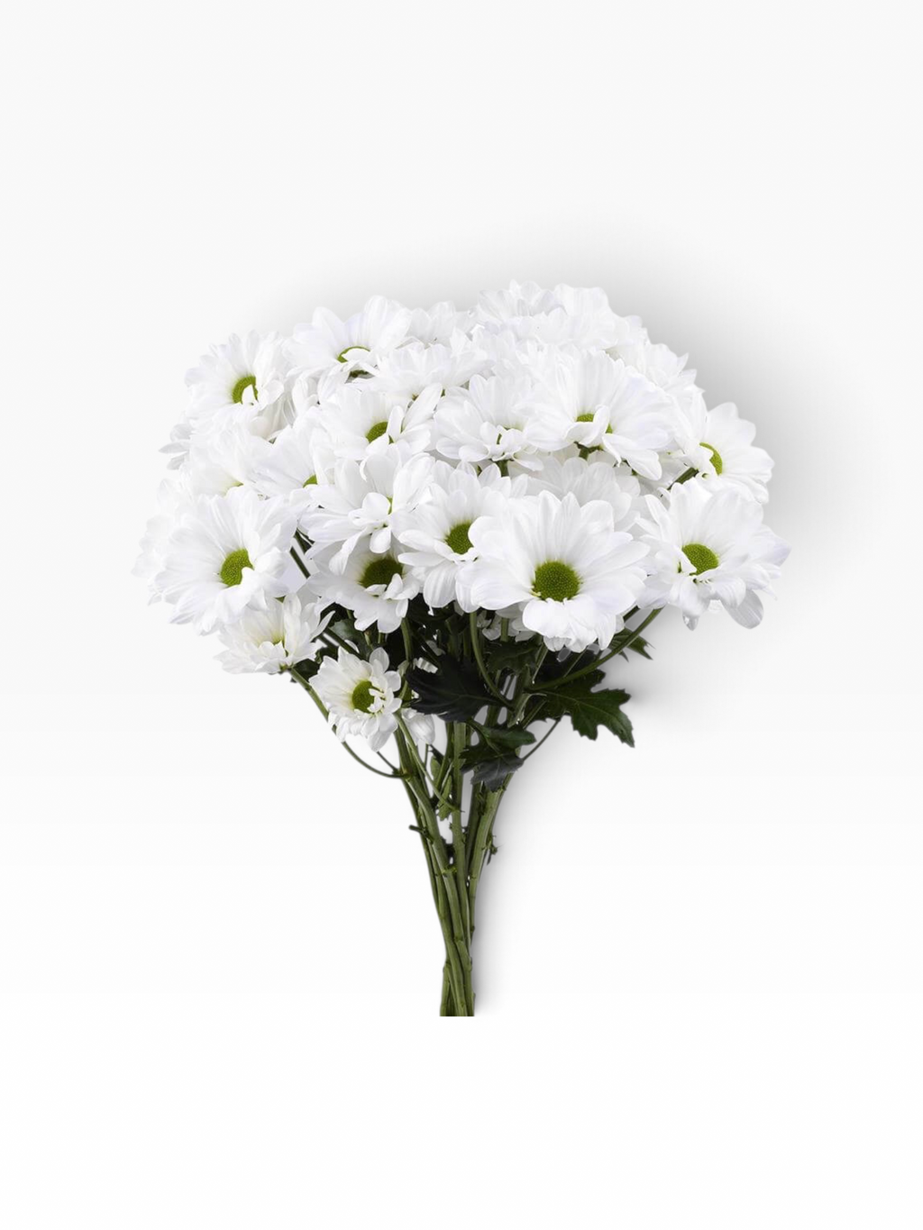 Ramo de flores My Store 3 Crisantemo Daisy Alma White con pétalos blancos y centro verde para arreglos florales