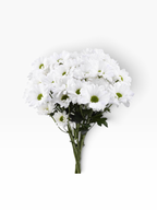 Ramo de flores My Store 3 Crisantemo Daisy Alma White con pétalos blancos y centro verde para arreglos florales