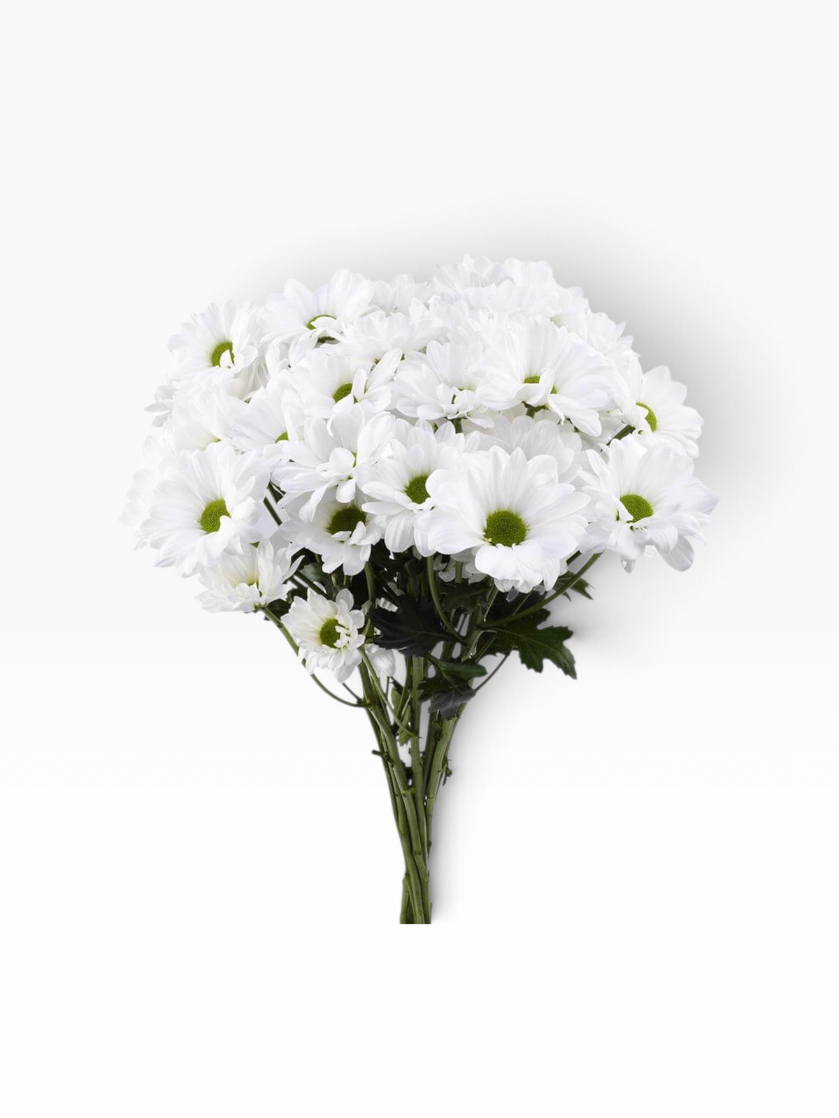 Ramo de flores My Store 3 Crisantemo Daisy Alma White con pétalos blancos y centro verde para arreglos florales