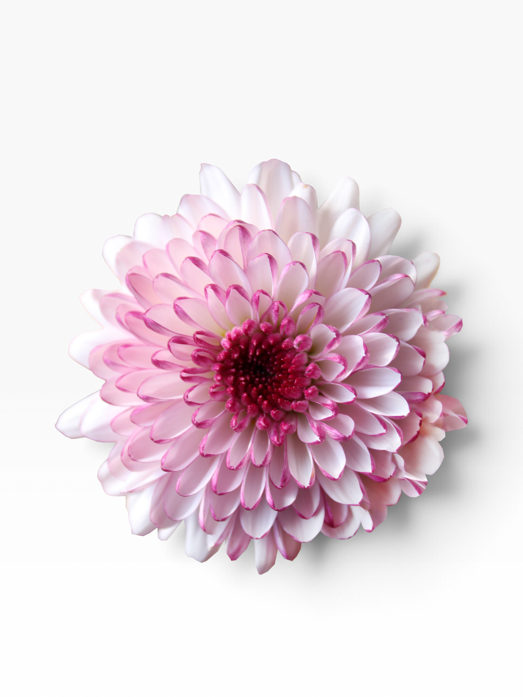 Crisantemo My Store 3 Shortcake Pink con pétalos rosados y centro intenso, ideal para arreglos florales delicados.
