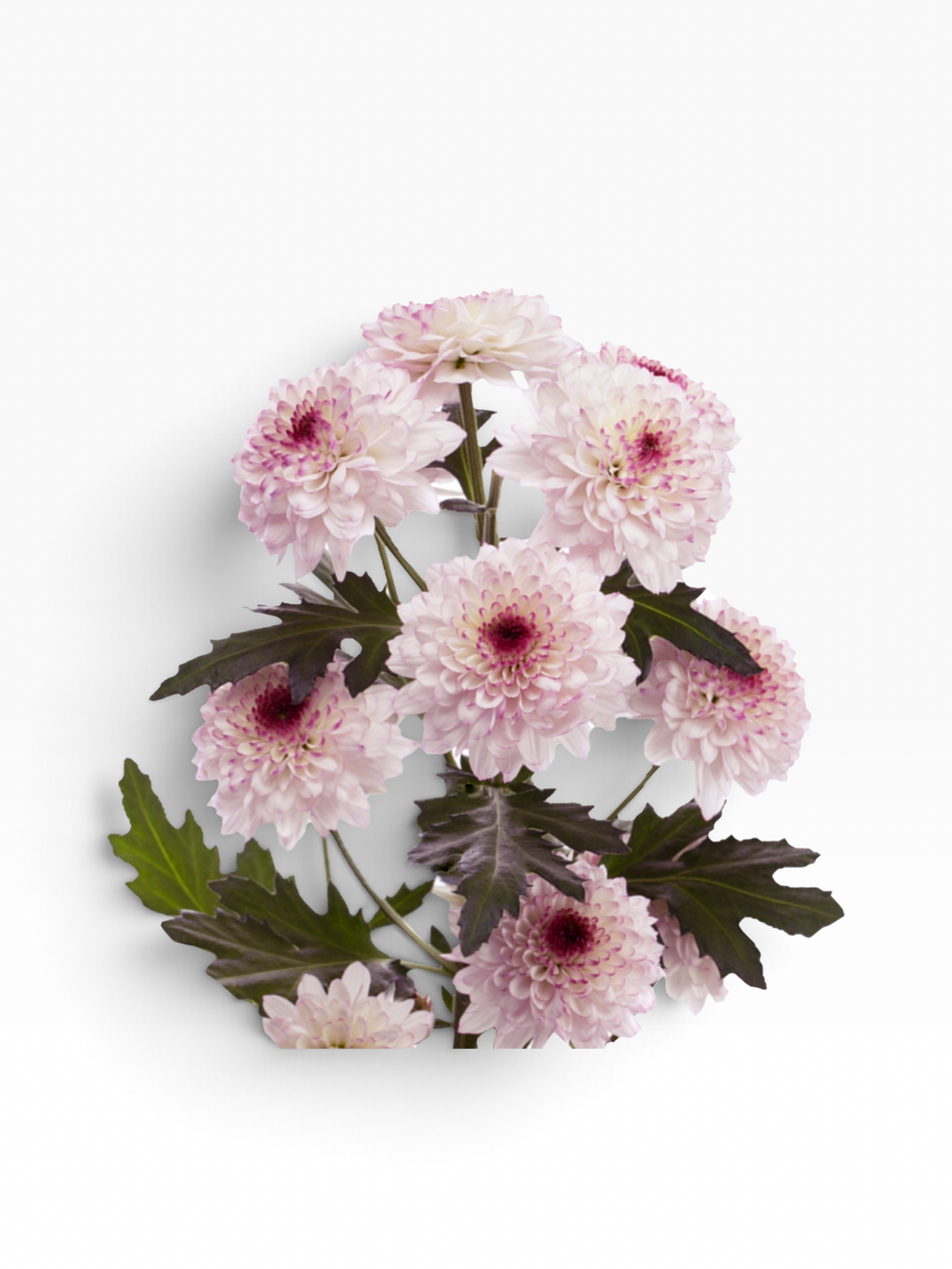 Crisantemo Shortcake Pink de My Store 3 con pétalos rosados y centro oscuro, ideal para arreglos florales elegantes.