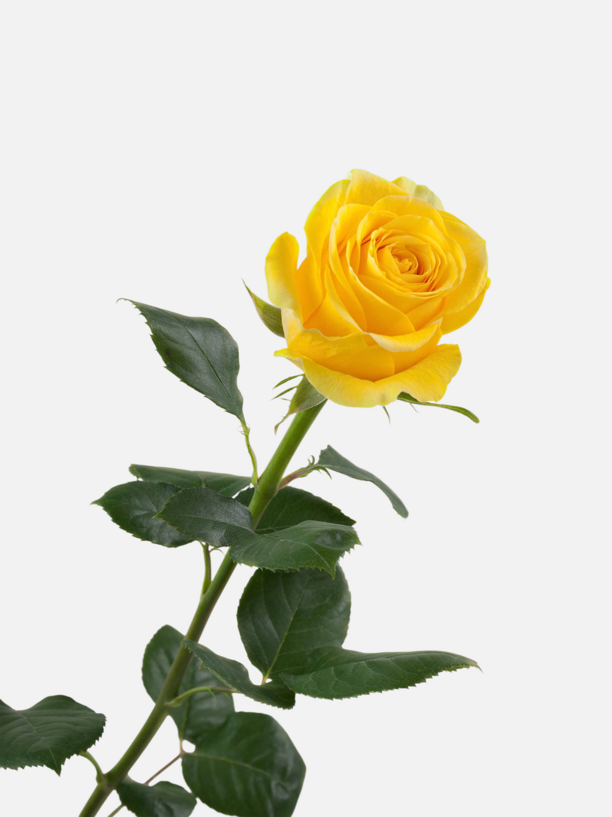Rosa Brighton de My Store 3, una rosa de corte de color amarillo vibrante con tallo verde y hojas detalladas