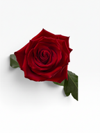 Rosa Explorer de My Store 3, rosa de corte de color rojo intenso con pétalos aterciopelados y tallo verde.