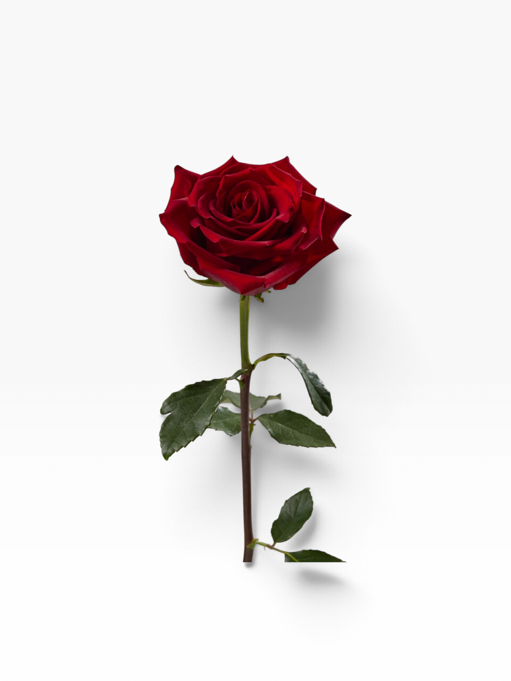Rosa Explorer de Vivero El Rocío, rosa de corte natural en color rojo intenso con tallo largo y hojas verdes.