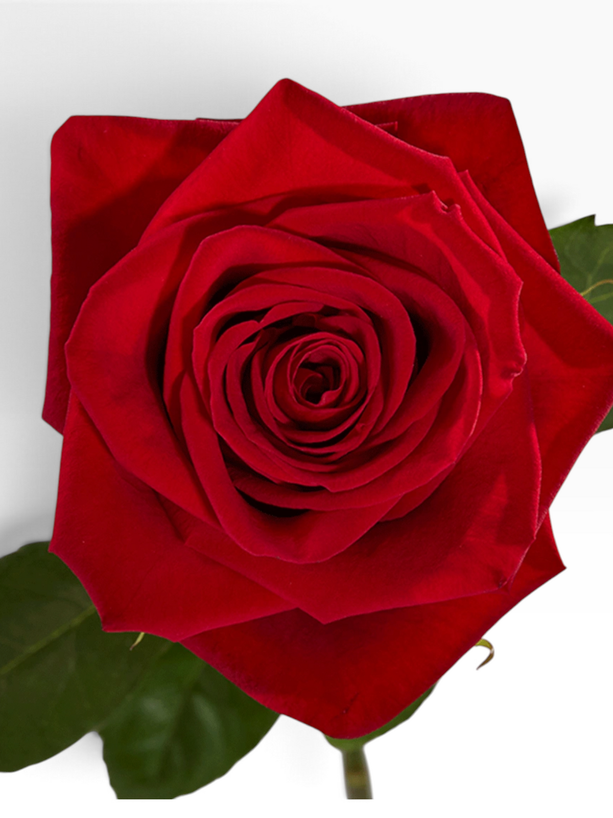 Rosa Freedom roja de My Store 3 con pétalos aterciopelados, ideal para ramos y arreglos florales elegantes.