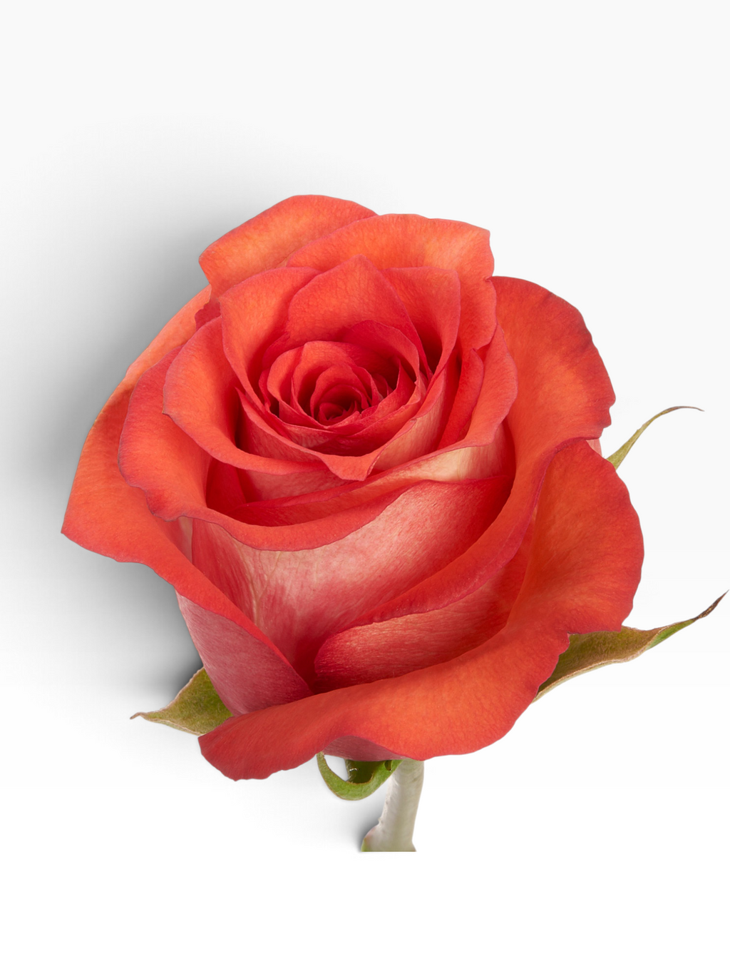 Rosa Iguana de My Store 3 en tono rosado intenso, ideal para arreglos florales elegantes y ramos de flores.