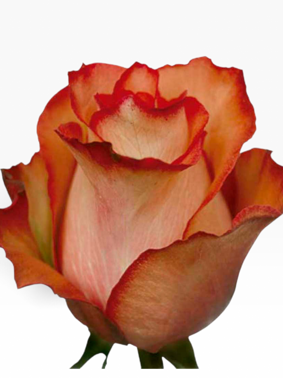Rosa Iguana de My Store 3 con pétalos en tonos rosados y bordes rojizos, ideal para arreglos florales elegantes.