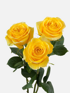 Tres rosas amarillas Brighton de My Store 3 con pétalos abiertos y hojas verdes, ideales para arreglos florales.