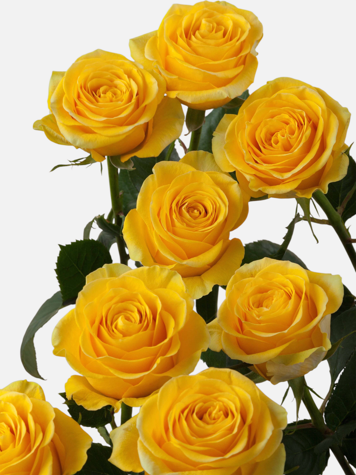 Ramo de rosas amarillas Brighton de My Store 3 con pétalos vibrantes para arreglos florales y decoración