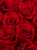 Ramo de rosas rojas Freedom de My Store 3, flores naturales de corte perfectas para arreglos y eventos especiales.