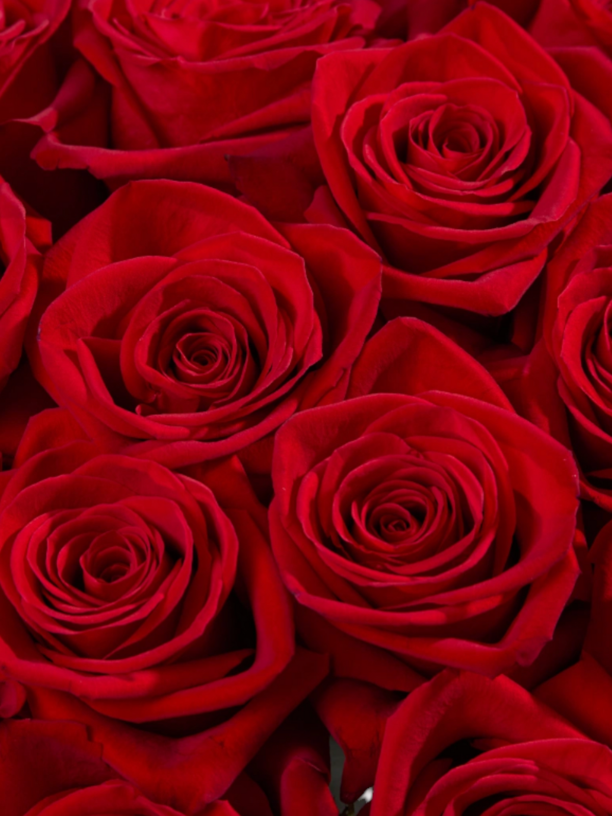 Ramo de rosas rojas Freedom de My Store 3, flores naturales de corte perfectas para arreglos y eventos especiales.