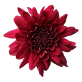 Crisantemo Cushion Pascua Red