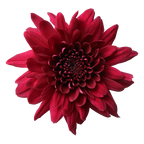 Crisantemo Cushion Pascua Red