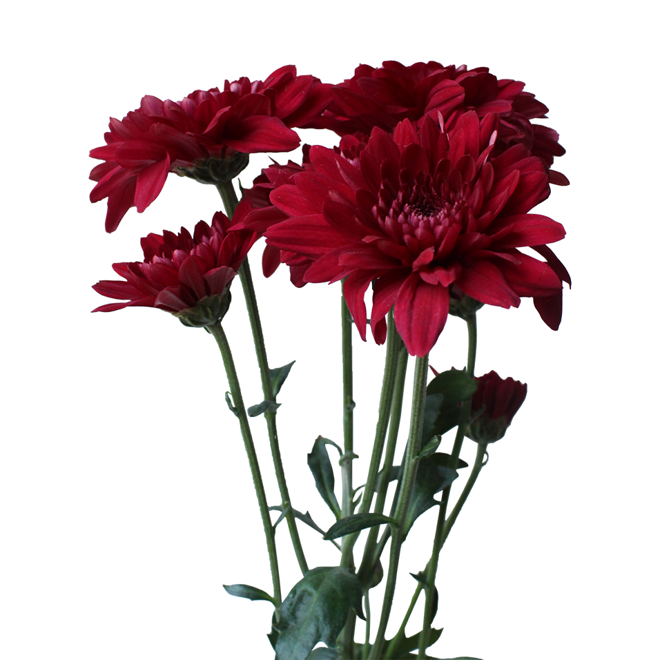 Crisantemo Cushion Pascua Red