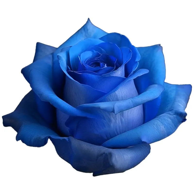 Rosa Tinturada Azul