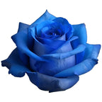 Rosa Tinturada Azul