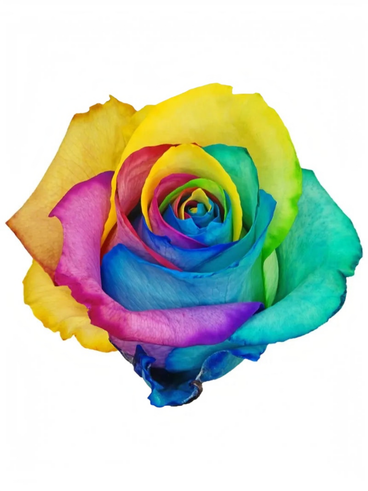 Rosa natural tinturada My Store 3 con pétalos en tonos arcoíris vibrantes, ideal para ramos y eventos especiales.