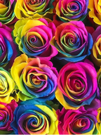 Ramo de rosas My Store 3 tinturadas con pétalos multicolores vibrantes en tonos arcoíris para eventos especiales