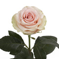 Rosa Salma
