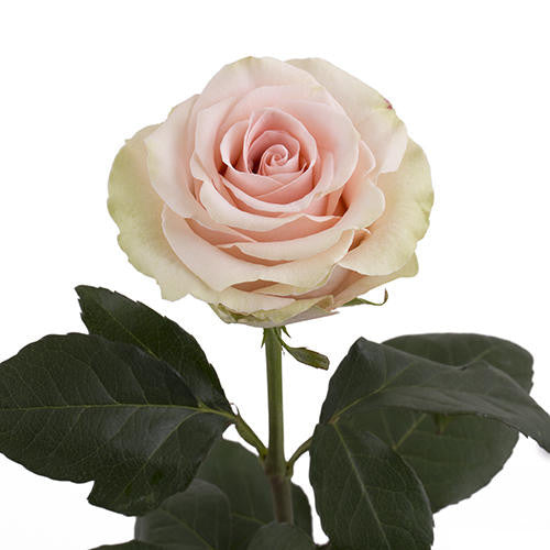Rosa Salma