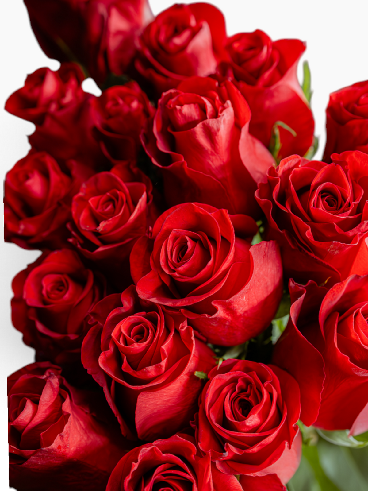 Ramo de rosas rojas Freedom de Vivero El Rocío, flores naturales de corte perfectas para arreglos y eventos especiales.