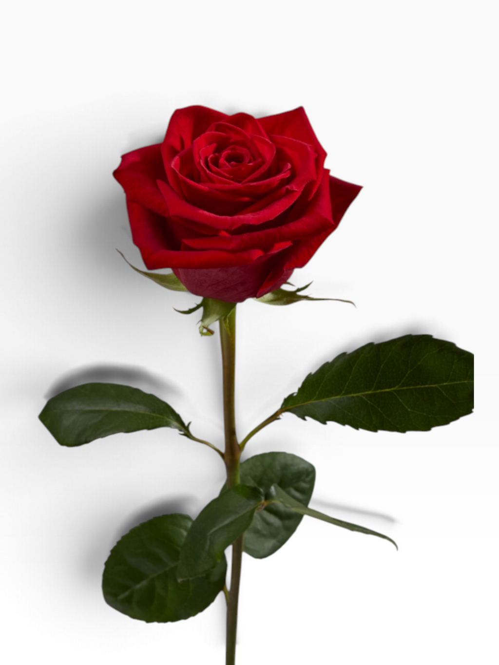 Rosa Freedom roja de Vivero El Rocío, con tallo largo y hojas verdes, ideal para ramos y arreglos florales elegantes.